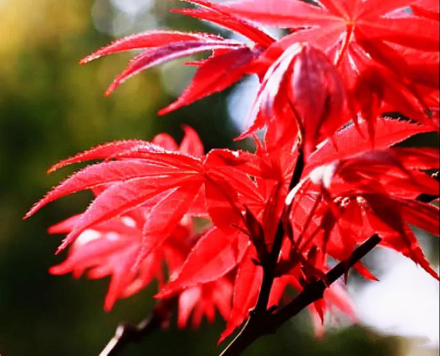 红叶鸡爪槭，农村这种状似鸡爪的枫叶（红叶鸡爪槭寿命）