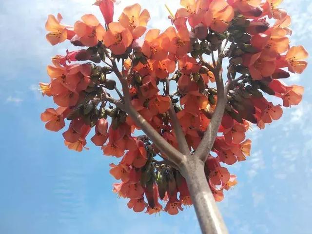 绿萝好养吗,绿萝怎样栽培(绿萝竟然排在倒数第1) 绿萝好养吗,绿萝怎样栽培(绿萝竟然排在倒数第1)