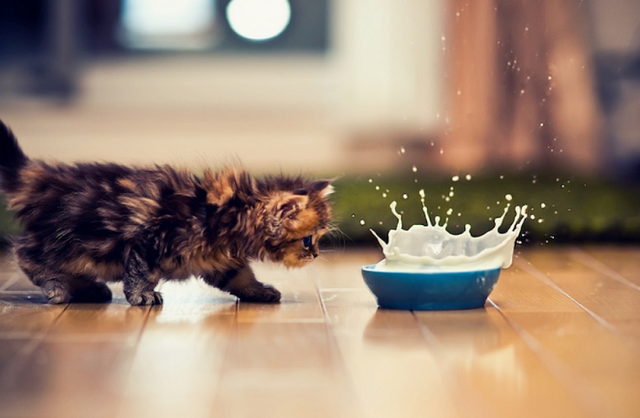 猫咪可以喝什么奶，猫可以喝什么牛奶（其实小奶猫本身可以喝牛奶）