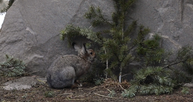 野兔和家兔的区别，家兔和野兔的区别（兔子软萌的外表下）