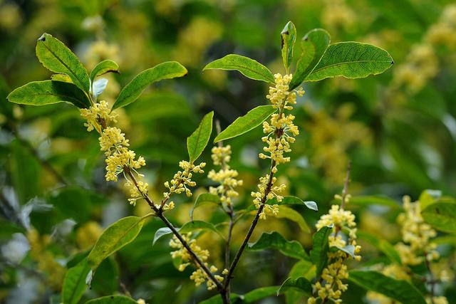 桂花树为什么不开花，桂花怎么不开花怎么回事（开花又多又香不会难）