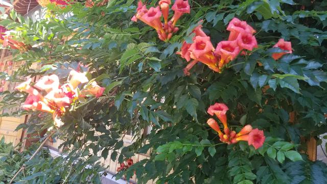 攀援的凌霄花什么意思，攀岩的凌霄花什么意思（凌霄花是一种怎样的植物）