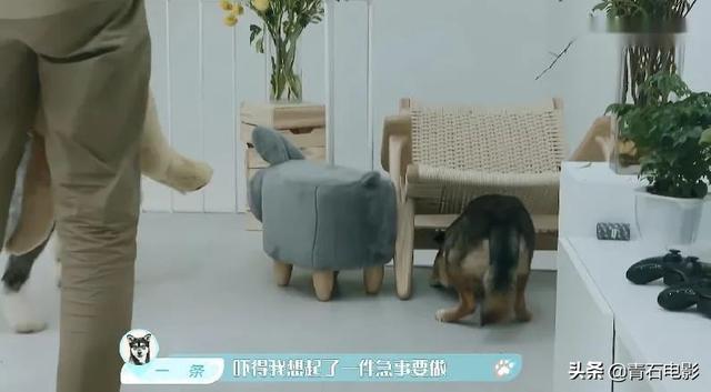 朱正廷养宠物综艺，朱正廷、张雨剑与流浪狗同居的节目