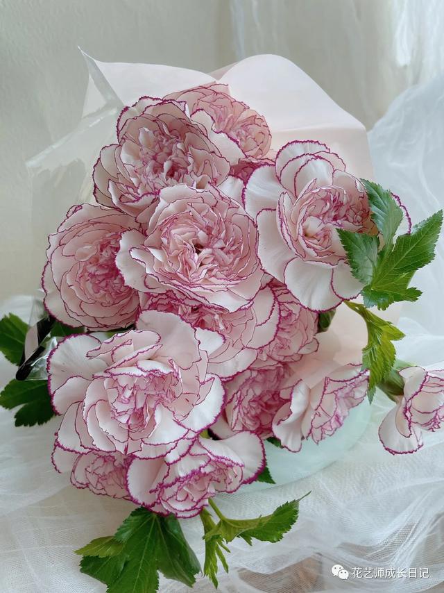 康乃馨花语，康乃馨花语22朵代表什么（却要叫蓝精灵的康乃馨~vol.3）