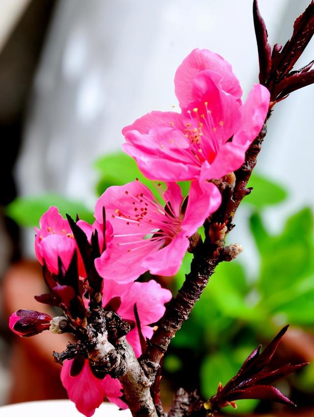 带有桃花的诗句，桃花古诗十首（十首桃花的诗词）