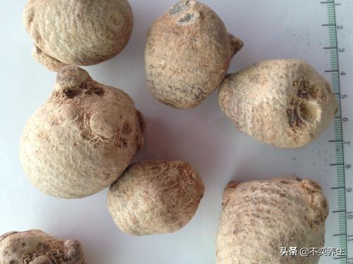 枸杞配什么治早射，硬不起怎么治疗吃什么药（食养妙方——阳痿、早泄）