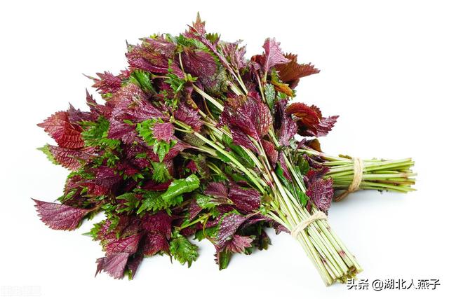 野菜种类有什么，野菜的种类和图片大全（你想要的野菜这里都有）