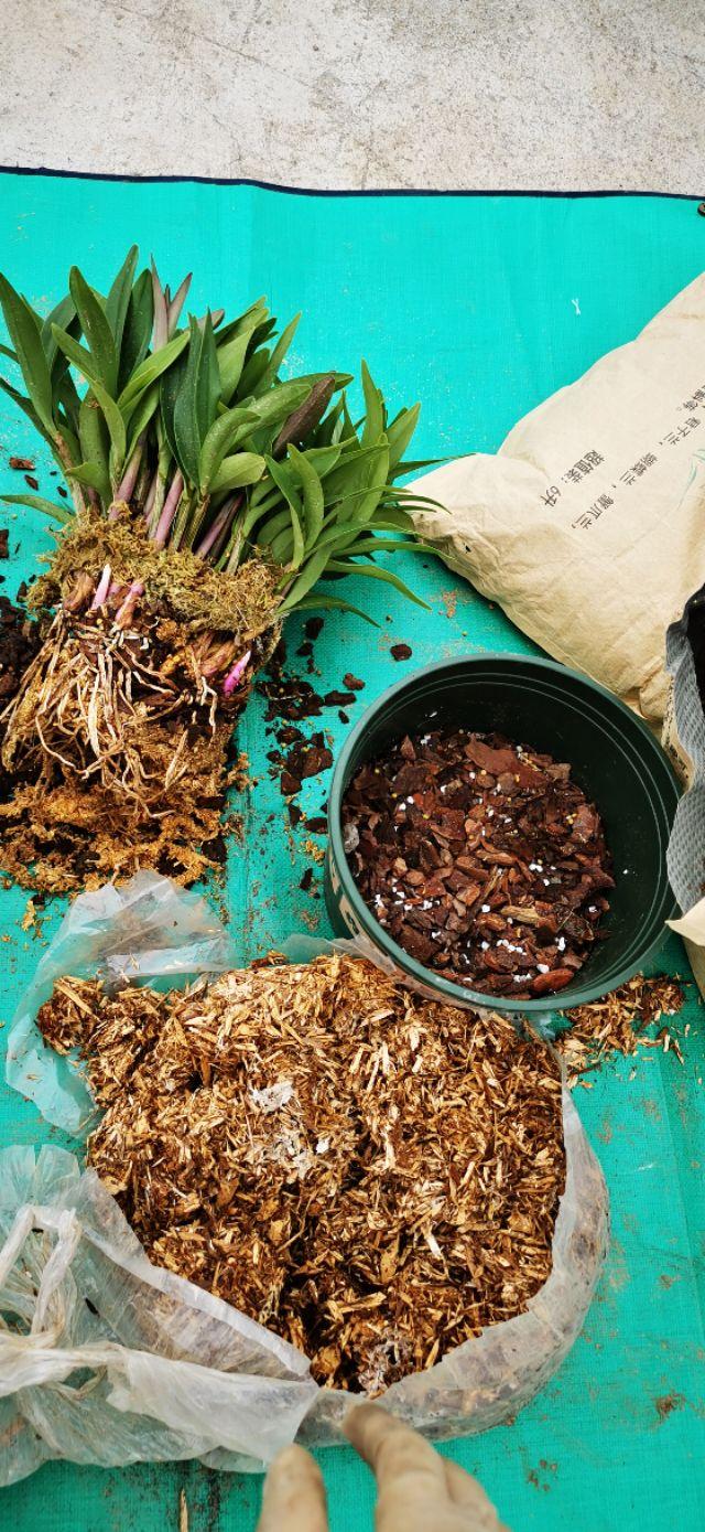 石斛兰怎么养，阳台养花记录-石斛兰花篇（石斛兰好养吗 新手能养吗）