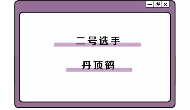 中国的国鸟是什么鸟,中国的国鸟是什么动物(绝大多数的人都不知道) 中国的国鸟是什么鸟,中国的国鸟是什么动物(绝大多数的人都不知道)