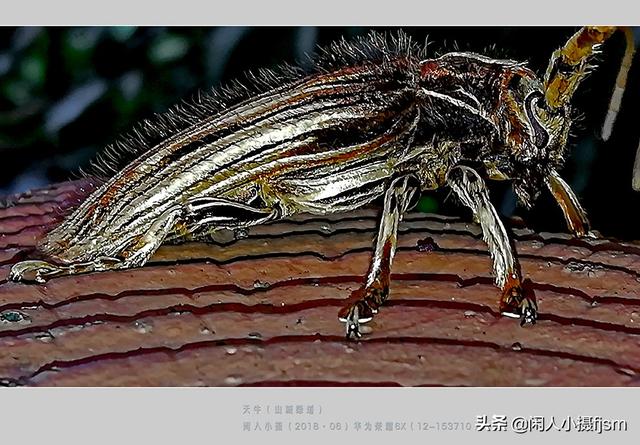 关于星天牛介绍，星天牛百度百科（这外貌“粗糙”的天牛你认得么）