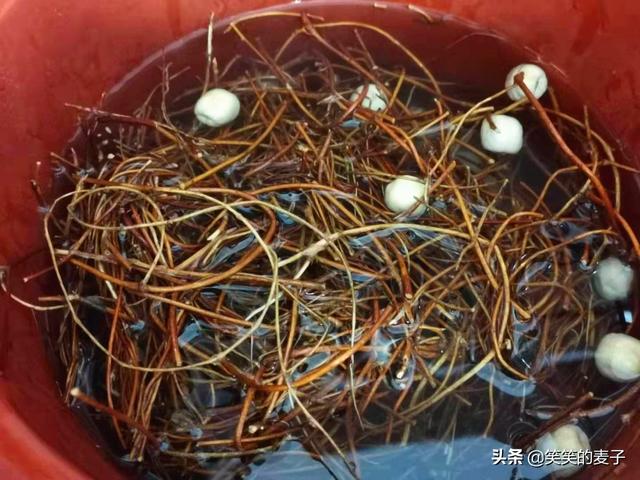 鸡骨草煲汤的做法，鸡骨草配什么煲汤好（炖出来的汤真好喝）