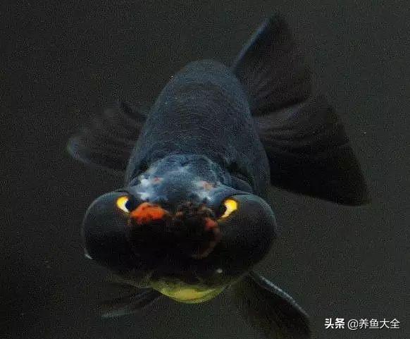 金鱼都有什么品种，金鱼有多少种品种（高颜值金鱼，养金鱼就选这些）