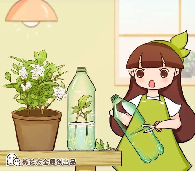 扦插的原理和特点有哪些，扦插的基本原理（教你两招扦插方法）