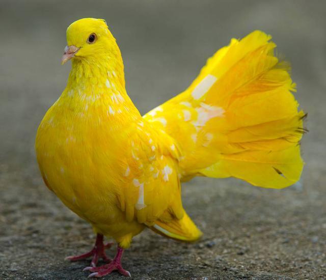 世界鸽子品种大全，地球最美鸽子大全