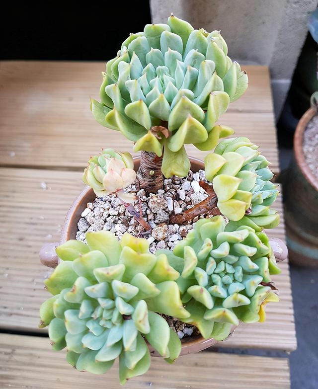 如何用更多的肉养奥利维亚，奥利维亚多肉的养殖方法和注意事项（简介爱尔兰薄荷、阿吉塔玫瑰、财路、奥利维亚、表丽娜、白马王子）