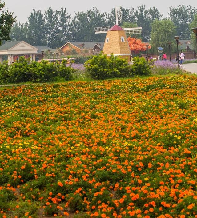 北京蓝调薰衣草庄园，北京薰衣草庄园（北京的蓝调薰衣草庄园就能狠狠浪漫一把）