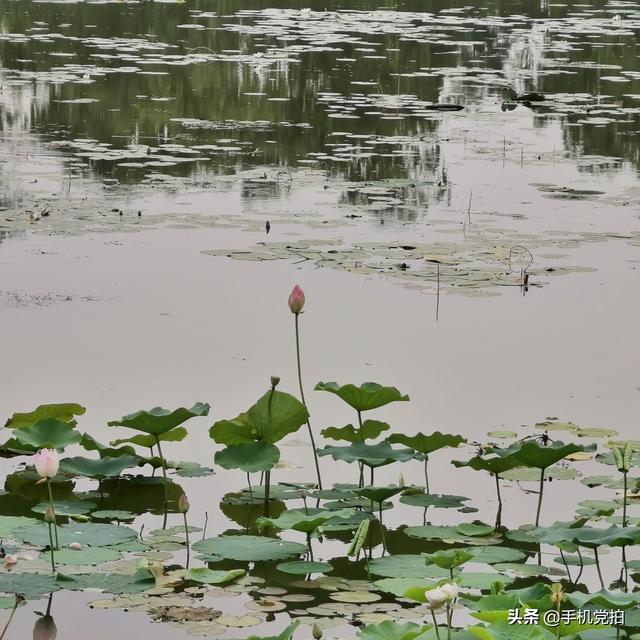 轻烟老树寒鸦什么意思，轻烟老树寒鸦前面一句是什么（不妨跟着“古诗”拍拍看）