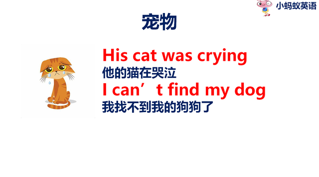 乌龟的英文单词turtle，乌龟的英文（宠物英语一箭双雕）