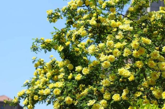 迎春花的特点,迎春花的栽植(九寨迎春花的特点)