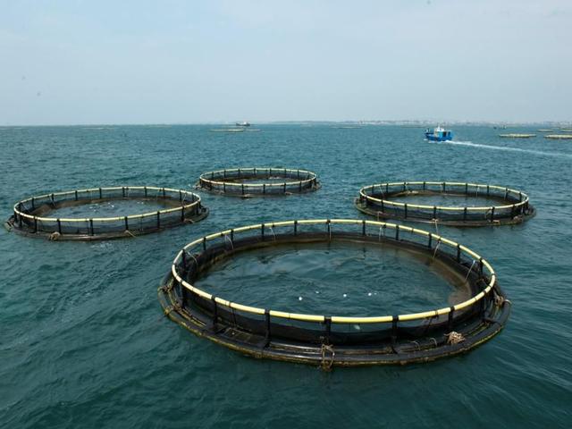 石斑鱼常见养殖模式，石斑鱼繁殖和养殖技术上（快来看看哪个才是你的“菜”）