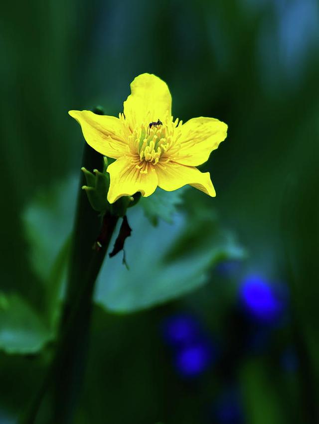 小连翘的花语是什么，小连翘的花语是什么花（请查看您的专属生日花）