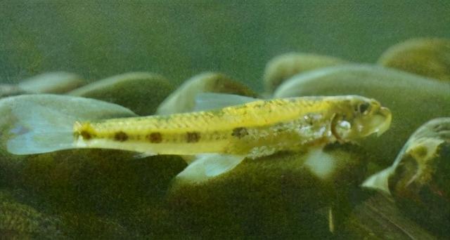 淡水观赏鱼种类，淡水观赏鱼的种类大全！（中国淡水观赏鱼图集<一>）