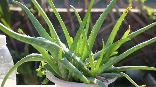 芦荟的养殖方法 盆栽,芦荟的养殖(芦荟盆栽养殖方法)