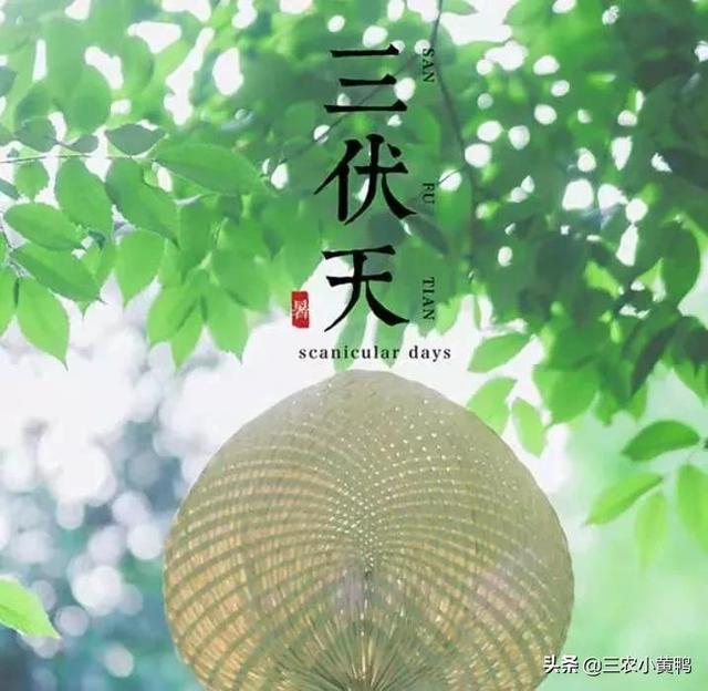 庚时是几点到几点，庚戌时是几点到几点（“夏至三庚数头伏”）