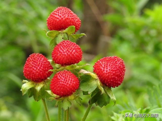 蛇莓能吃嗎,野生蛇莓能吃嗎(介紹一味中藥——蛇莓)