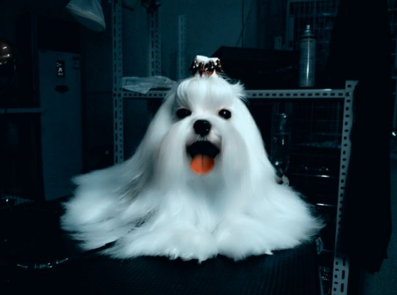 雪纳瑞犬的寿命是多少，雪纳瑞犬有多大（最长命的7种狗狗）