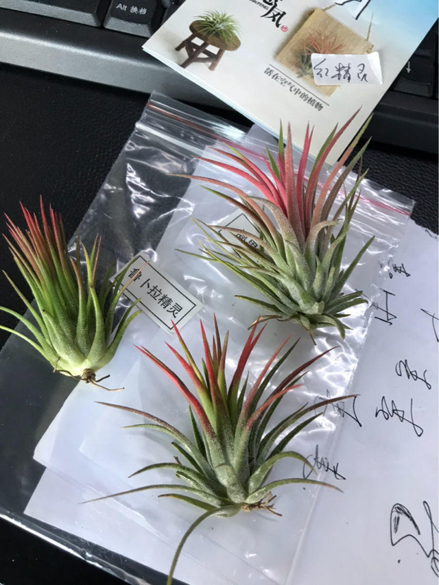 空气凤梨的浇水方法，空气凤梨植物室内养殖方法有哪些