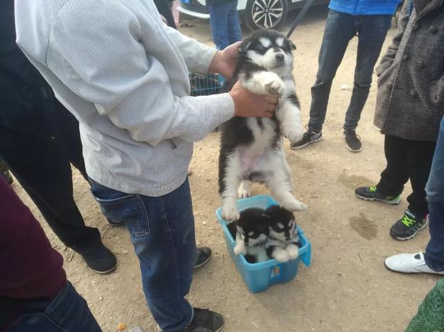 一只阿拉斯加幼崽多少钱，2022年阿拉斯加犬多少钱一只（狗市中商贩兜售阿拉斯加幼犬）