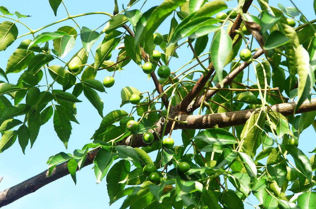 普通苦楝树,还有那么多作用,你了解吗(苦楝子树有什