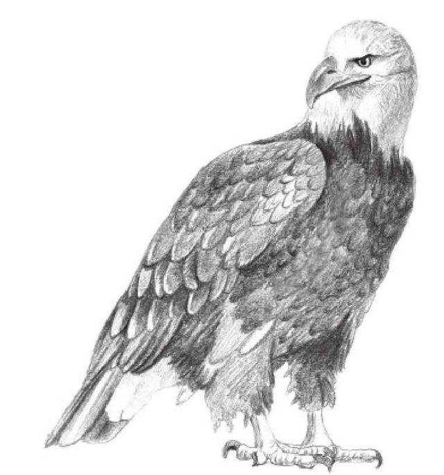 动物素描画，关于动物的画（适合初学者学习的动物素描步骤教程）