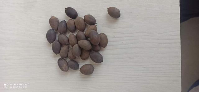 荷花怎么种植方法 荷花如何种植，荷花怎么种植方法（清水就能“出芙蓉”）