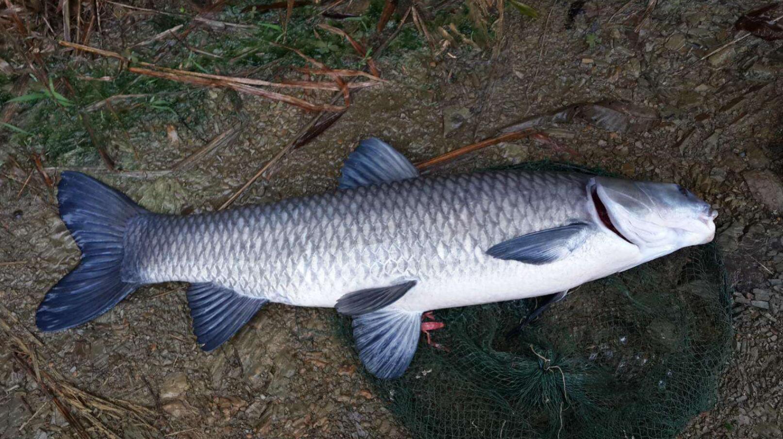 历史悠久的四大家鱼