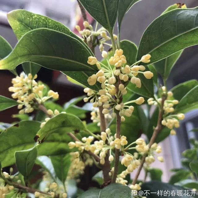 不锈钢盆可以放烤箱吗，烤箱里可以放不锈钢盆吗（10种花最养人）