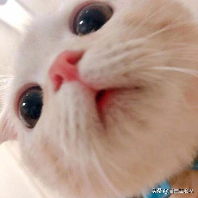 第一次养猫要注意什么，第一次养猫需要注意什么（做到