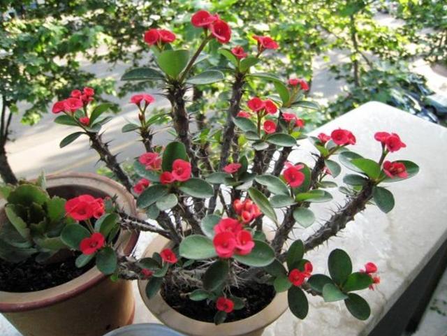 什么花四季都开，一年四季开花不断的花（5种漂亮的花）