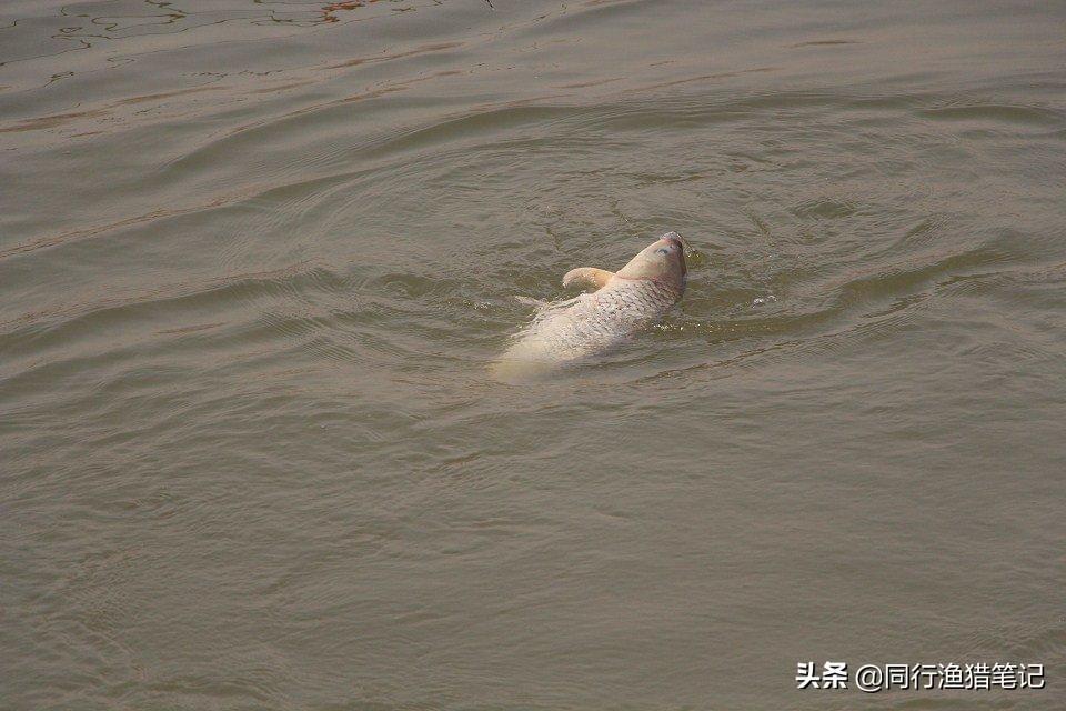 钓3斤鲤鱼选钩指南：推荐钩型与大小，助你轻松上鱼不跑钩