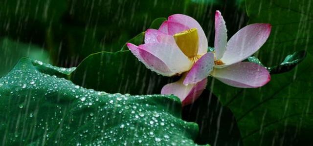 一晴方觉夏已深，连雨不知春去一晴方觉夏深诗句（下联：一晴方觉夏已深）