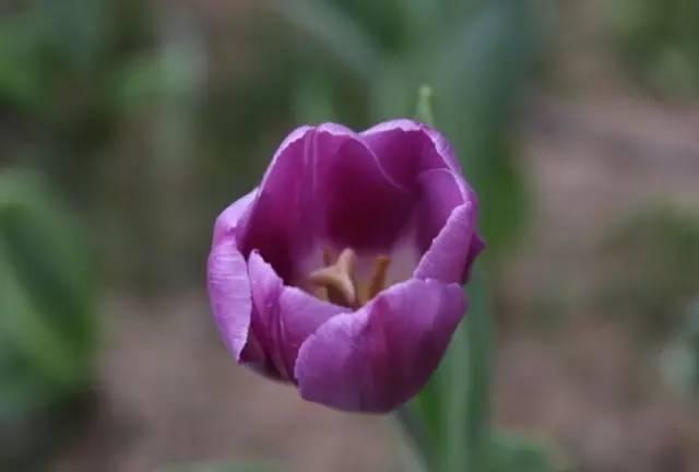 各种花的花语，各种花的花语爱情（史上最全花语大全）