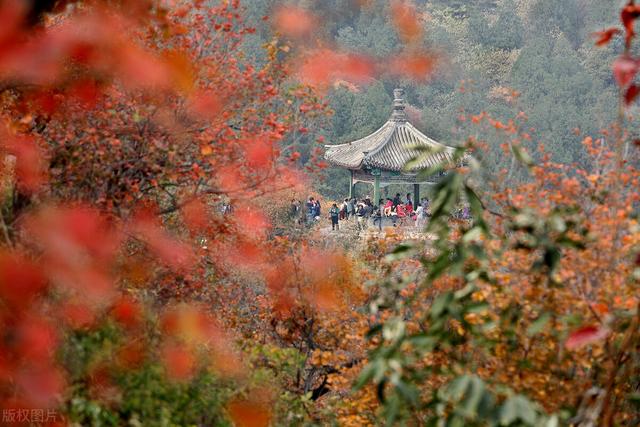 香山红叶节什么时候红及必须要知道的细节，香山红叶节什么时候开始（香山红叶什么时候最红现在最红）