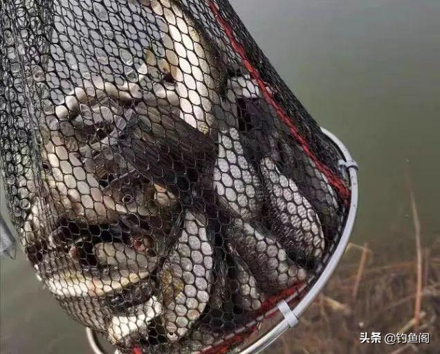 掌握这5大垂钓技巧，轻松提升鱼获量，让你每次出钓都满载而归！
