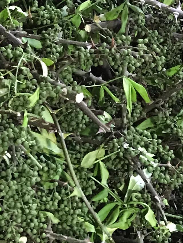 青花椒怎么做的，青花椒怎么制作（你知道你吃的花椒生产过程吗）