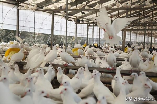 鸽子的养殖方法，鸽子的养殖方法和注意事项（新手养鸽子必看方法）