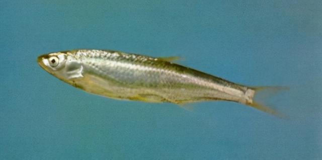 淡水观赏鱼种类，淡水观赏鱼的种类大全！（中国淡水观赏鱼图集<一>）