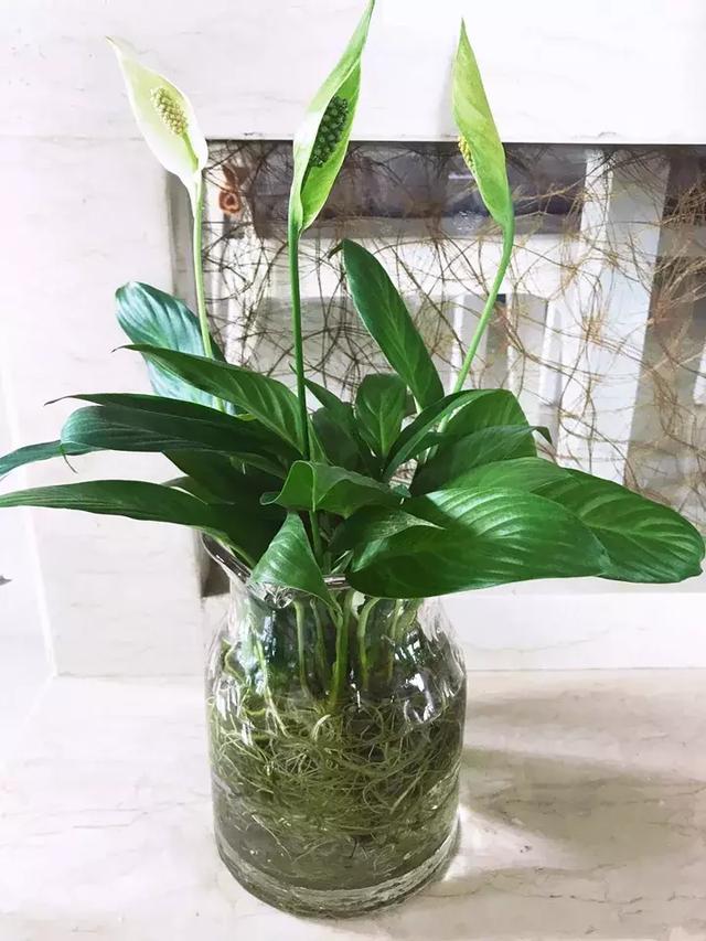 绿萝好养吗,绿萝怎样栽培(绿萝竟然排在倒数第1) 绿萝好养吗,绿萝怎样栽培(绿萝竟然排在倒数第1)