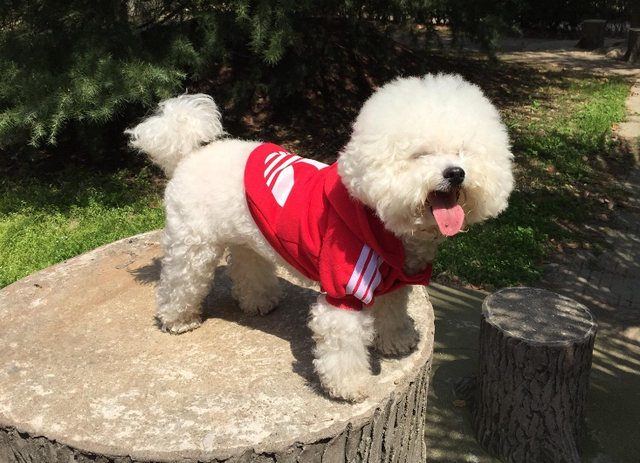 公认最温顺的七种狗你家上榜了吗，狗狗温顺度排行榜：这7种狗狗