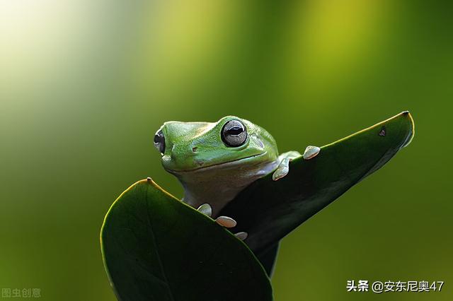 青蛙效应有多严重，人们被现实打败的青蛙效应